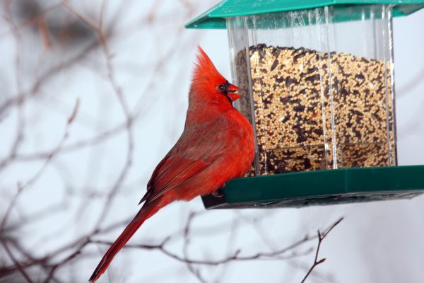 Cost of Bird Feeder Hanging in Mooresville
